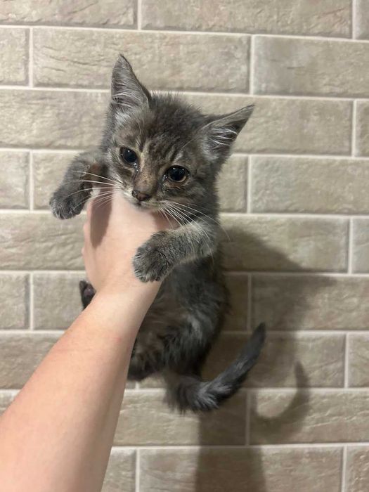 Кошенятко в добрі руки