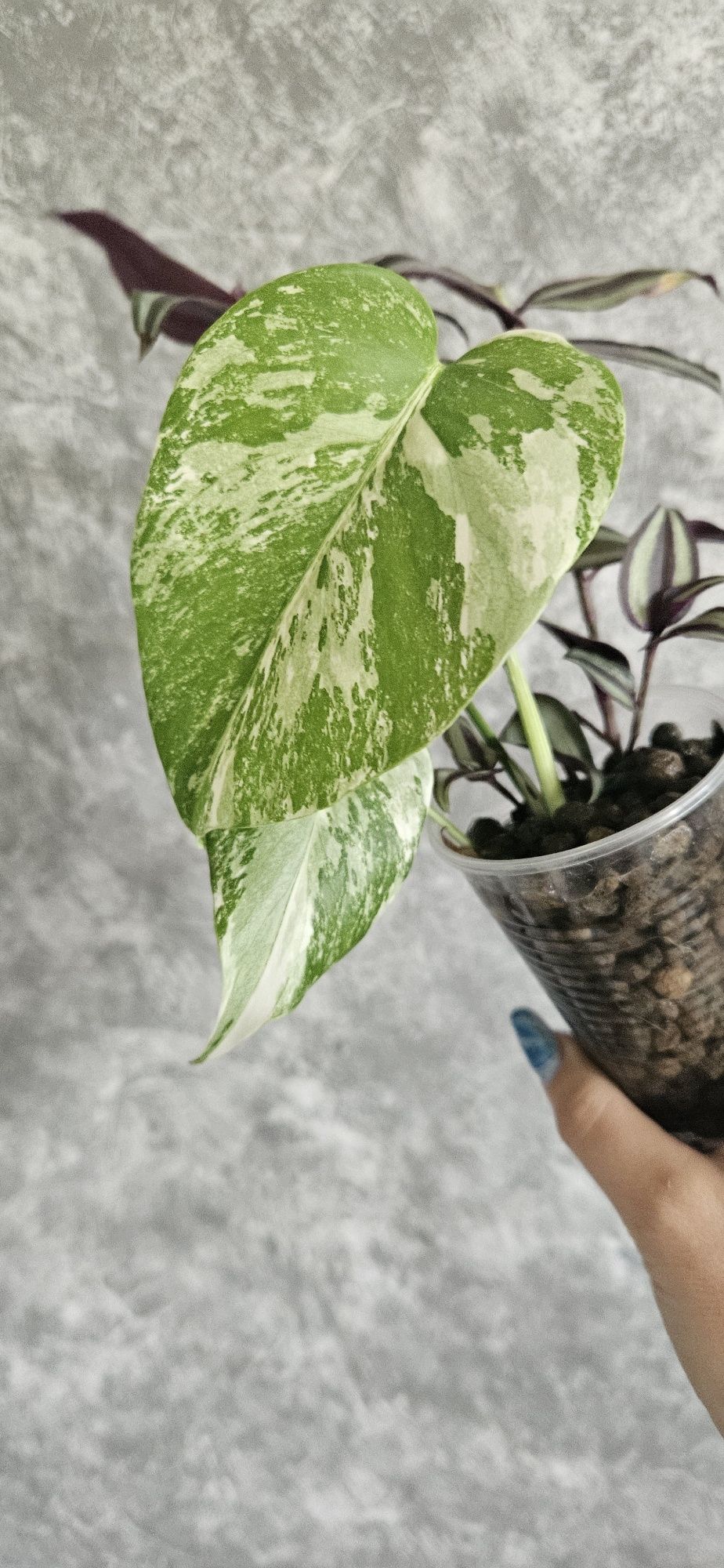 Monstera variegata szczyt