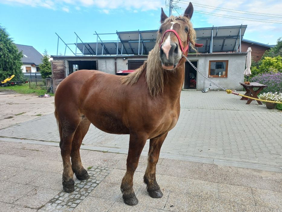 Klacz sztumska 3-letnia źrebna