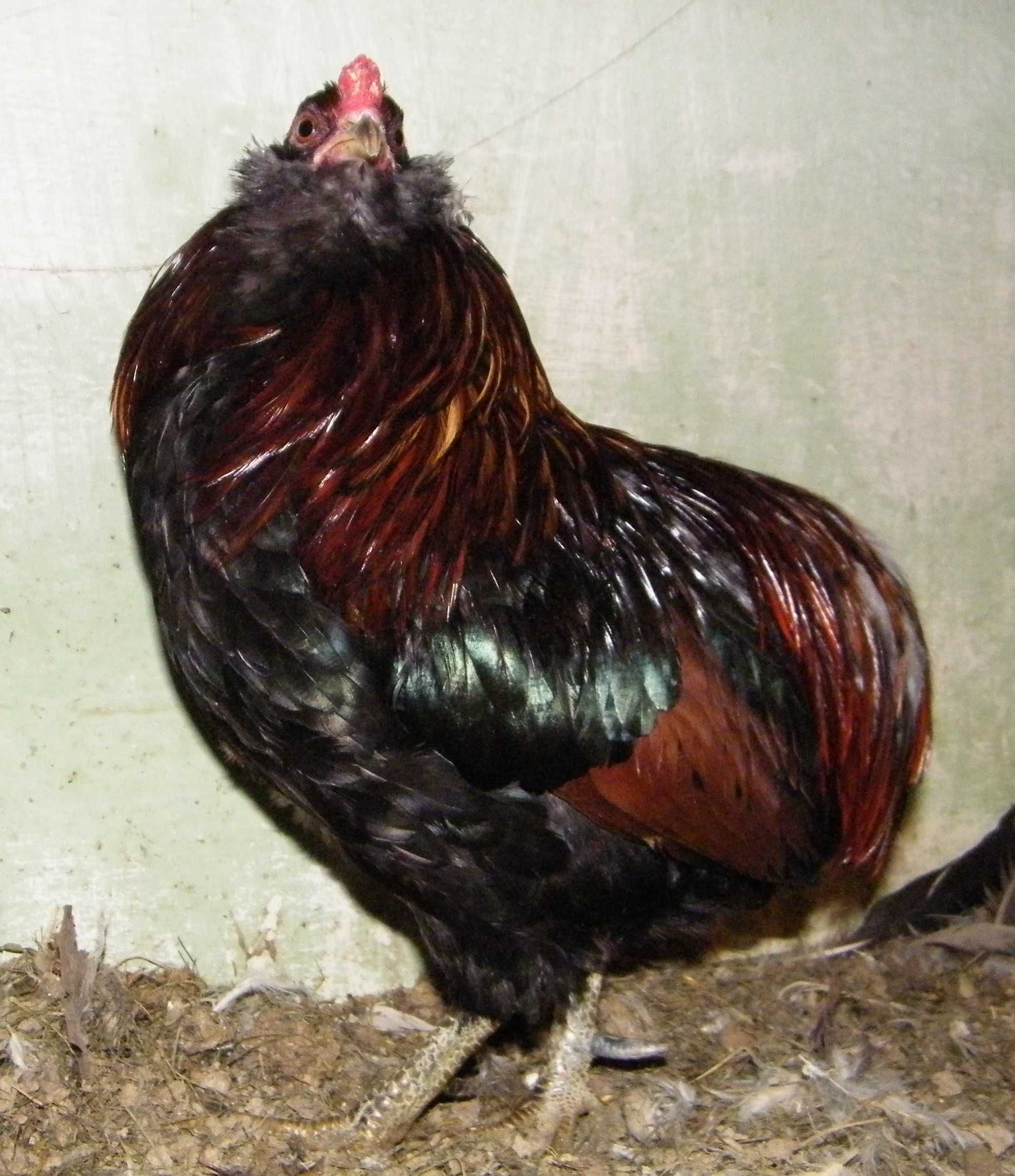 Araucana bezogonowa koguciki (2023)