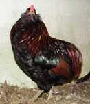 Araucana bezogonowa koguciki