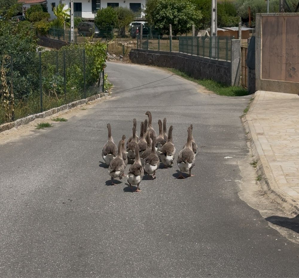 Gansos de toulouse ( vando de 16 animais)