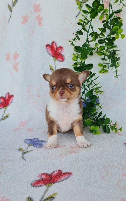 Excecional menina semi pelo Chihuahua/chihuahua de Qualidade
