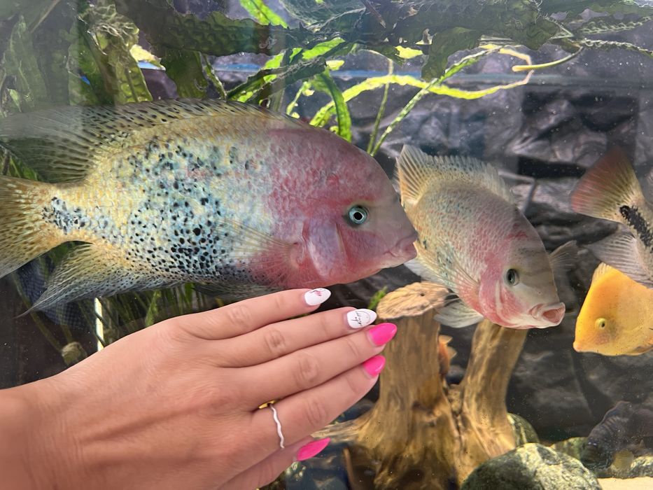 Vieja ryby pielegnica wielobarwna vieja synspila