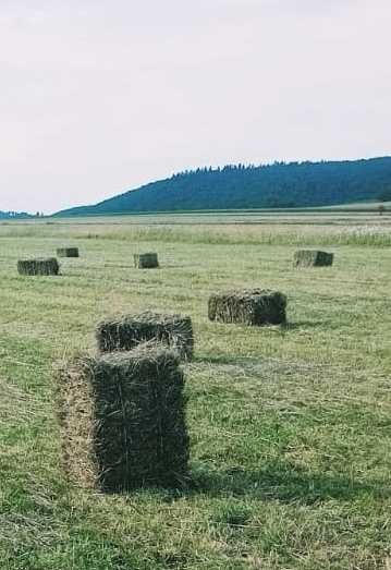Sprzedam siano 13zł