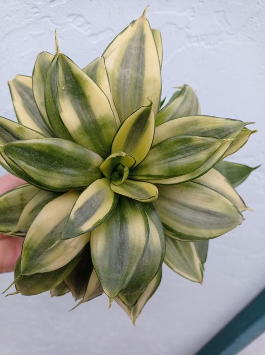 Сансевиерия Сильвер фрост Блек драгон Моргенштерн Мини бонсель Грей