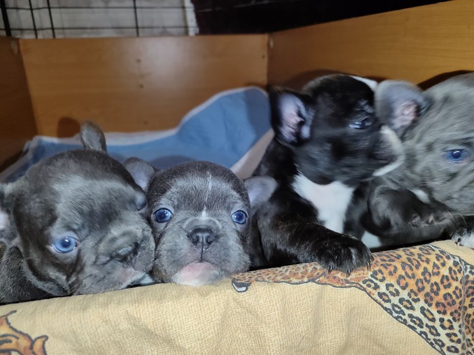 Французский Бульдог