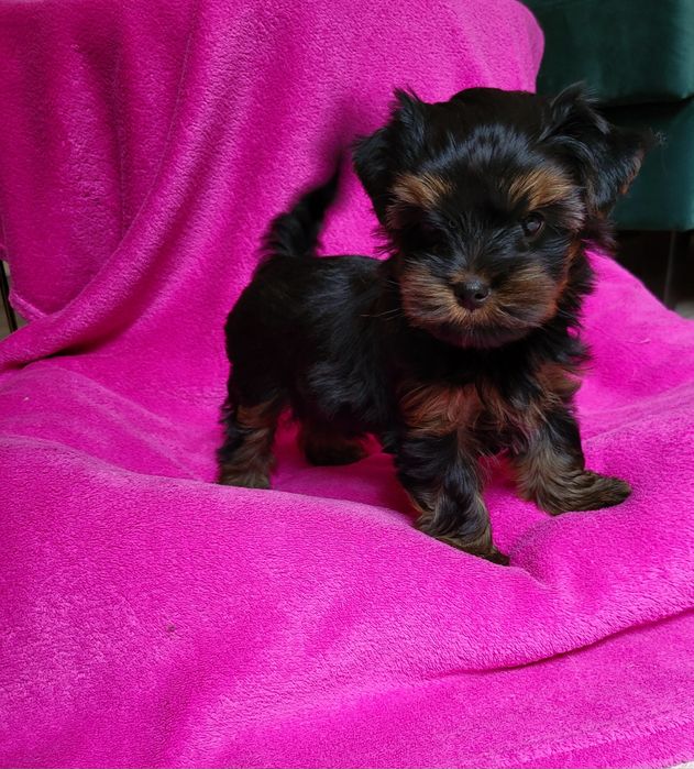 Yorkshire terrier sunia ciemne umaszczenie