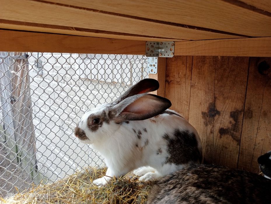 Króliki belgijskie i mieszańce belgijski z barankiem