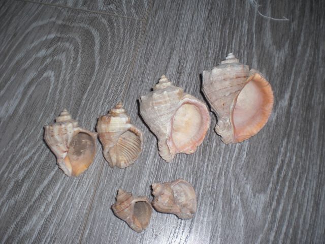 Ракушка 6шт одним лотом Увеличить