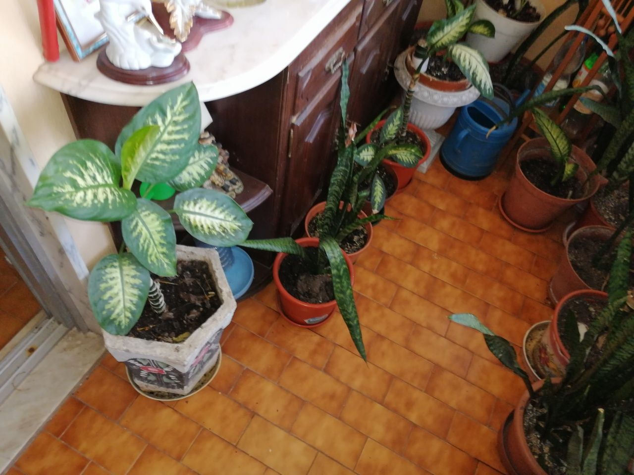 Plantas interior e exterior