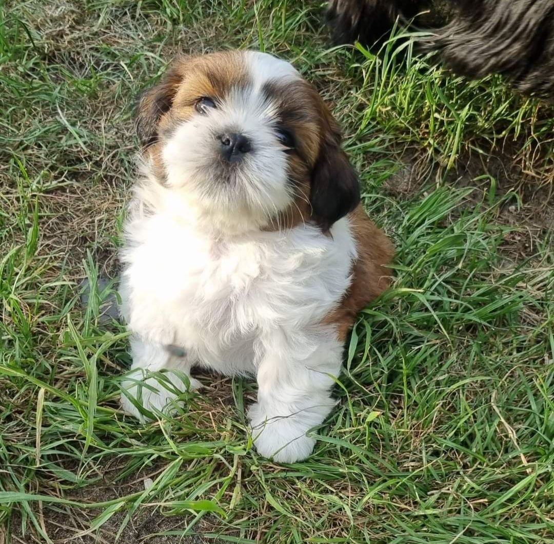 Szczeniaczki Shih Tzu z rodowodem + chip i szczepienia
