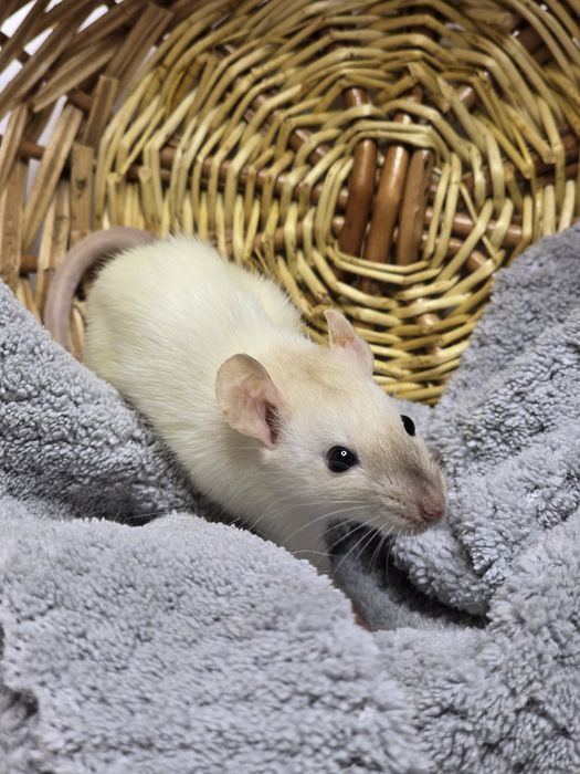 Ручные крысята дамбо. Есть доставка, клетки. Домашние ручные крысы, кр