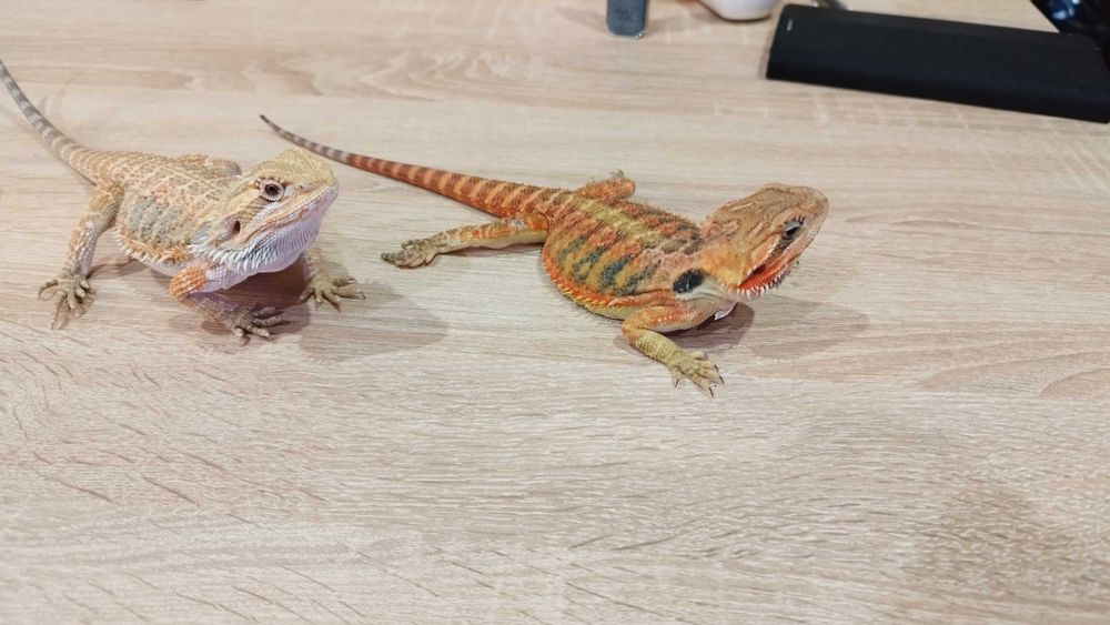 Młode Agamy Brodate