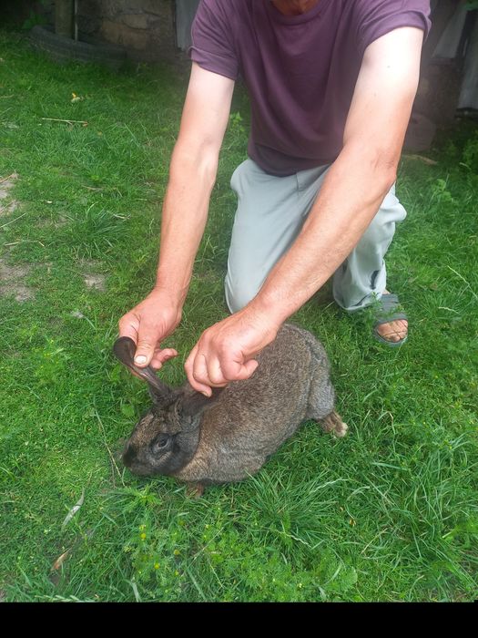 Продам кролицю фландер