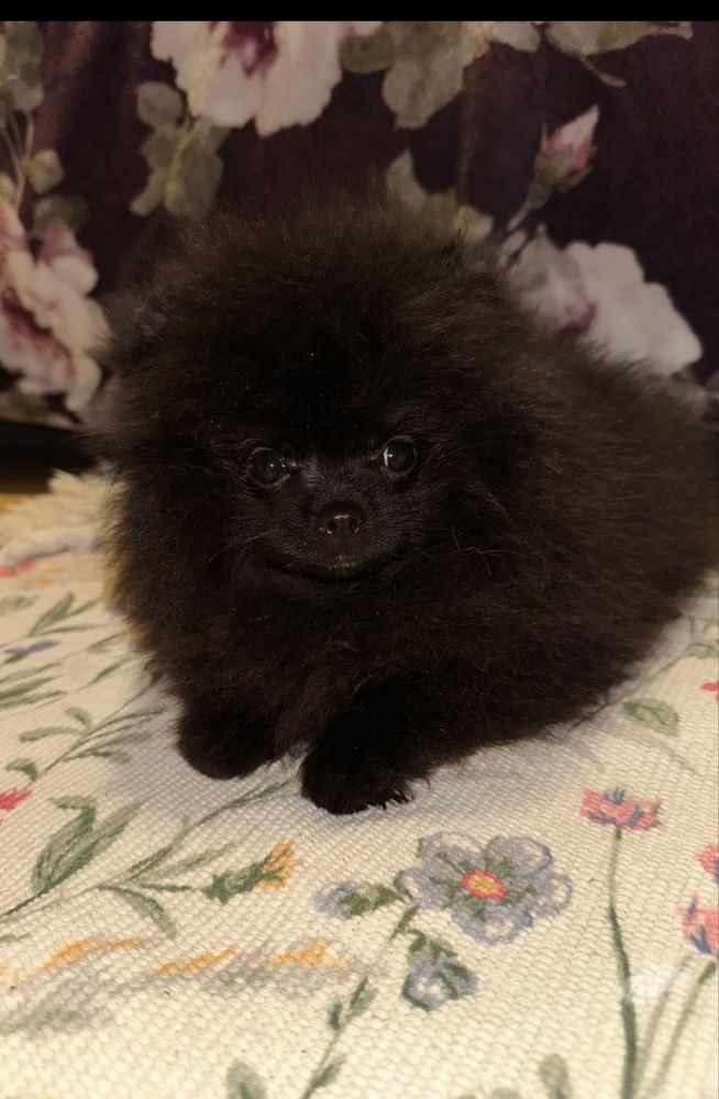 Szpic Miniaturowy Pomeranian czarny piesek