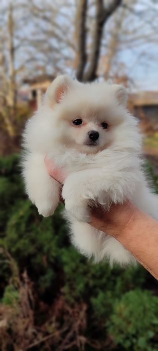 Маленькі пухнастики