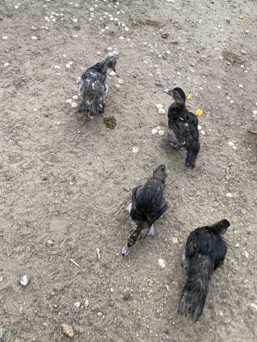 Patos mudos pequenos