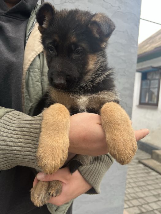 Цуциня німецької вівчарки