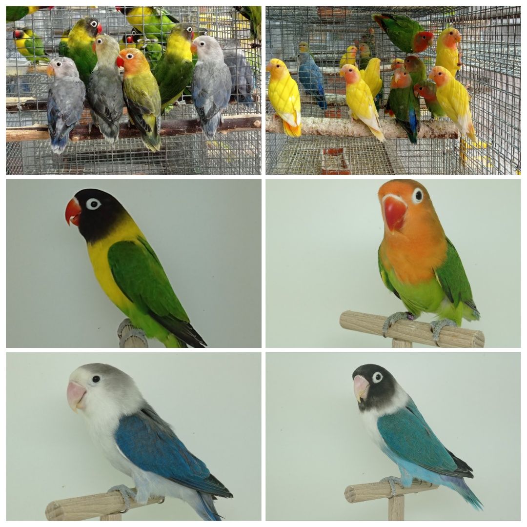 Agapornis sexados
