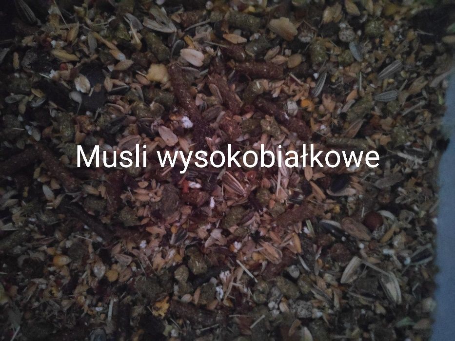 Konie pasza Musli Wysokobiałkowe- MOŻLIWA WYSYŁKA!