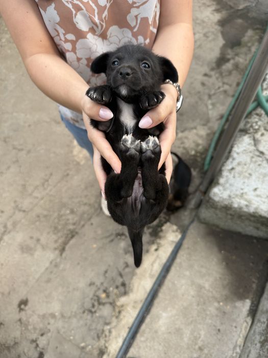Cãozinho para adoção