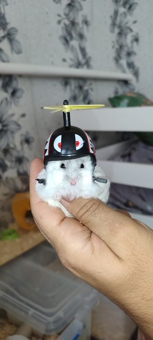 Хомяк джунгарский