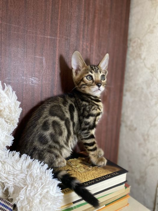Элитные бенгальские котята — маленькие леопарды в ваш дом!