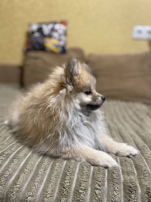 Продам Малышей Шпицов