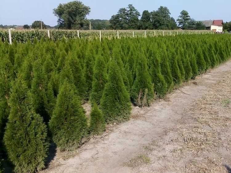 Tuja Szmaragd 100,120,140,150 cm! Thuja Smaragd! Sadzimy! Tuje! Dowóz!