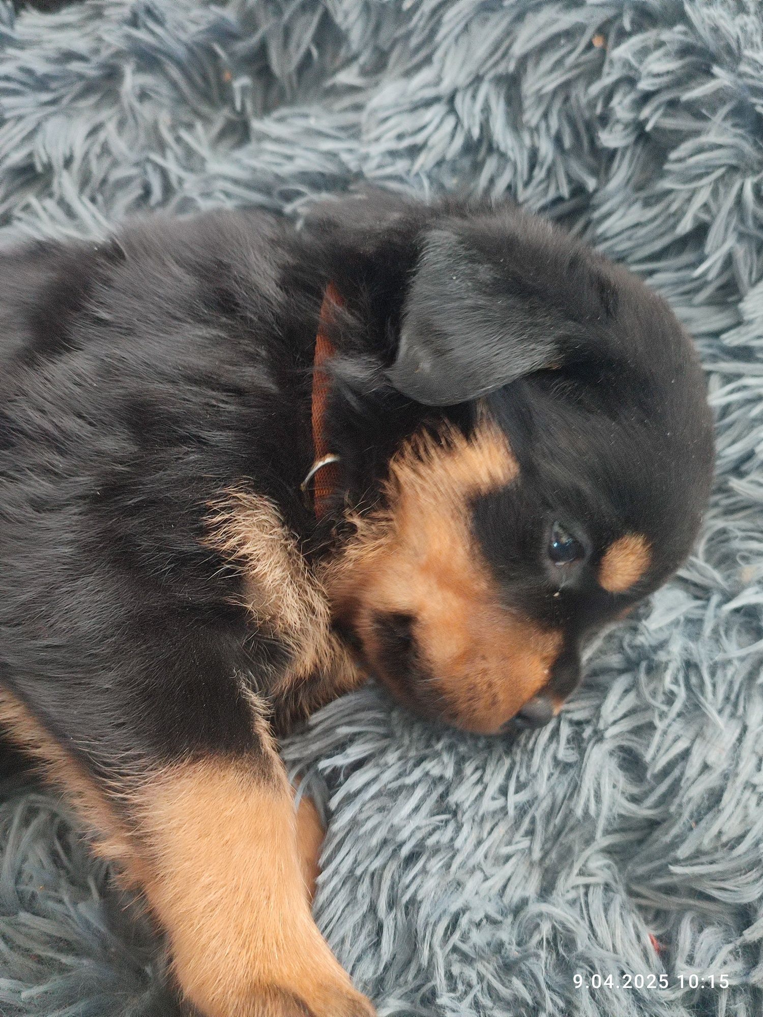 Rottweiler piesek FCI