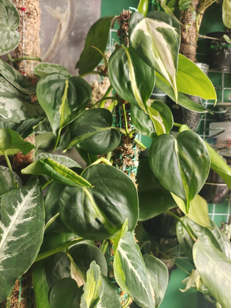 Philodendron cream splash pędówka