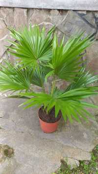 Пальма Livistona Rotundifolia комнатные растения