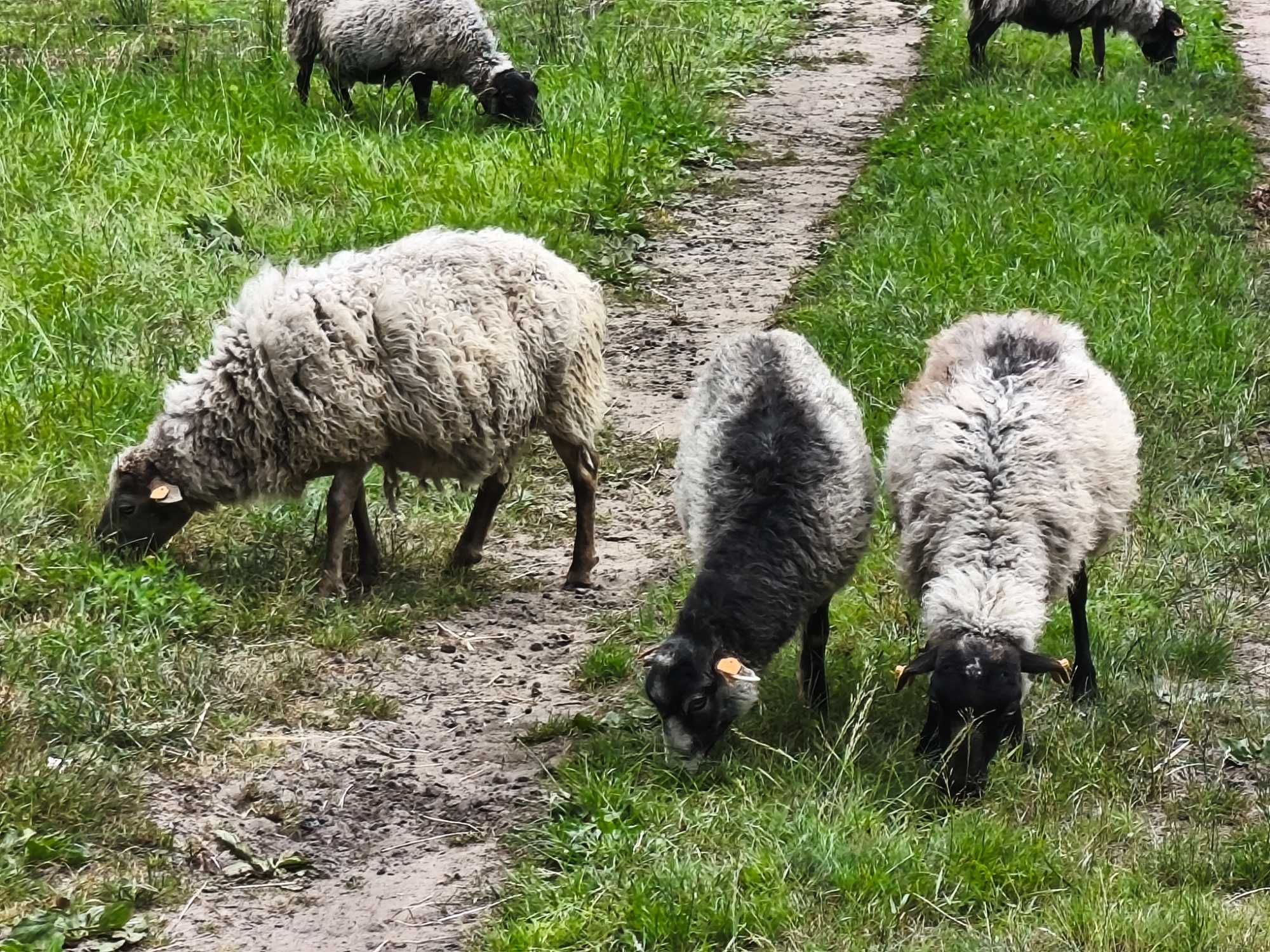 owca wrzosówka, baranki