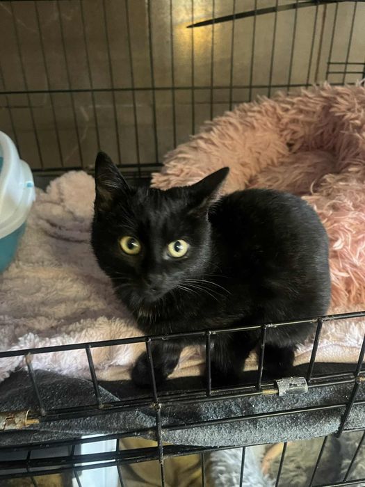 Malitki 4 miesięczny czarny kotek do adopcji