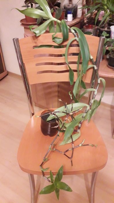 Огромный  золотой  ус, 90см.