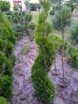 Thuja / tuja szmaragd / juka