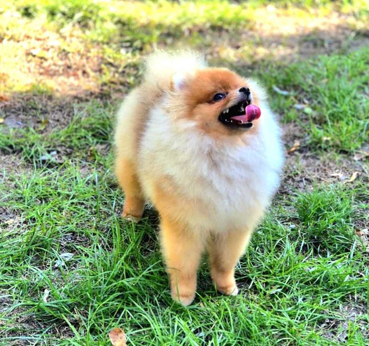 Pomeranian- Szpic miniaturowy malutki puchaty piesek