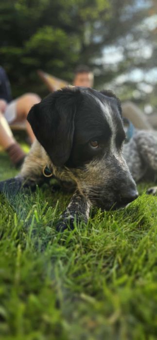 Cudowna suczka w typie wyżła