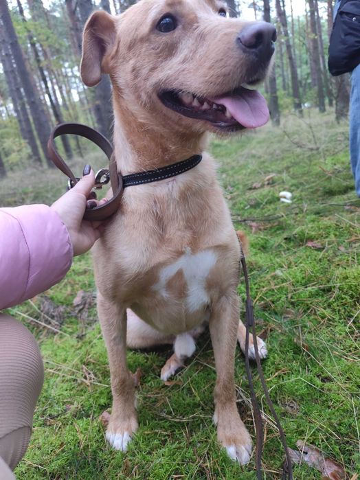 Mieszanka Terriera szuka ciepłego domu