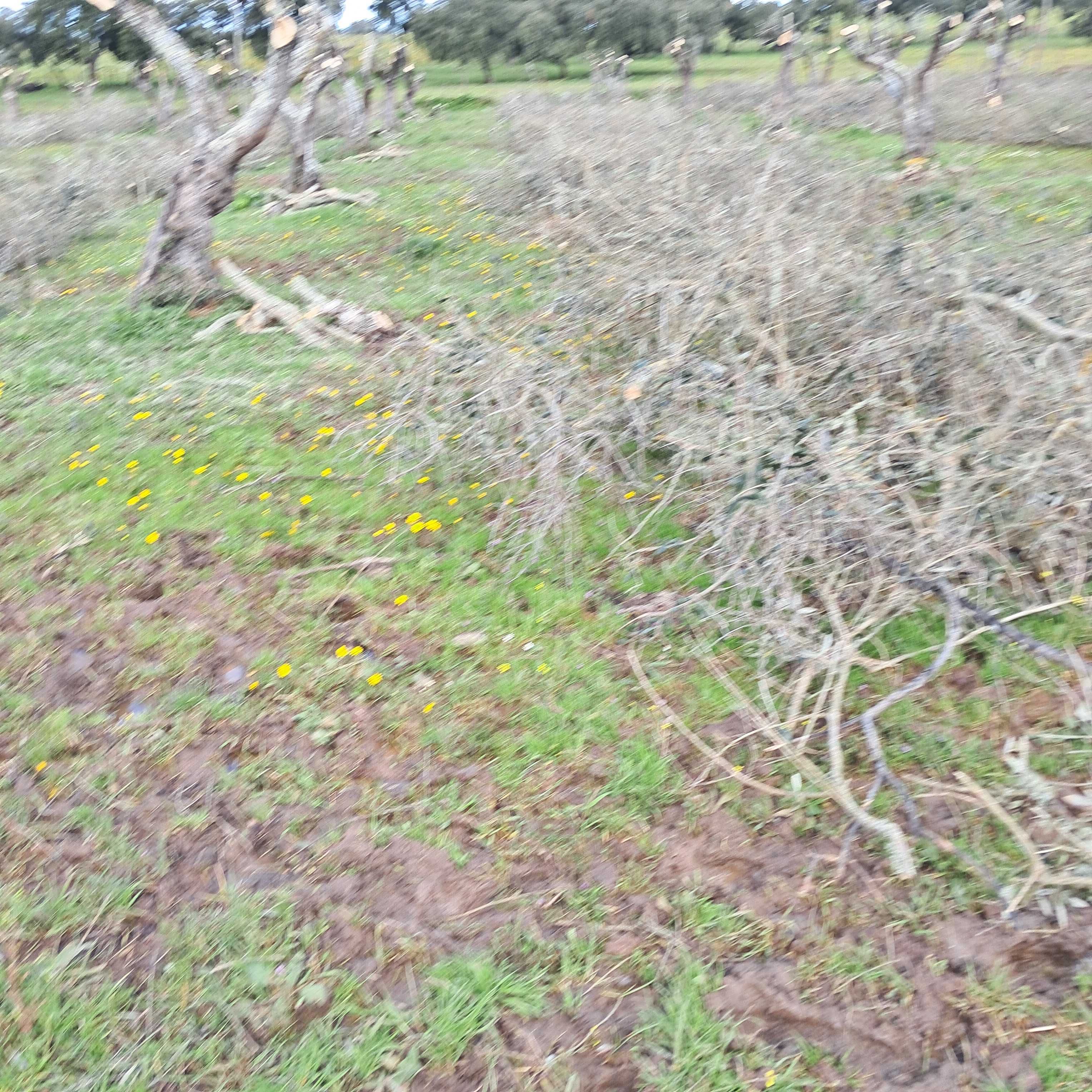 Limpeza de terrenos