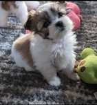 Suczka Emily Yorkshire terrier colorful York biewer