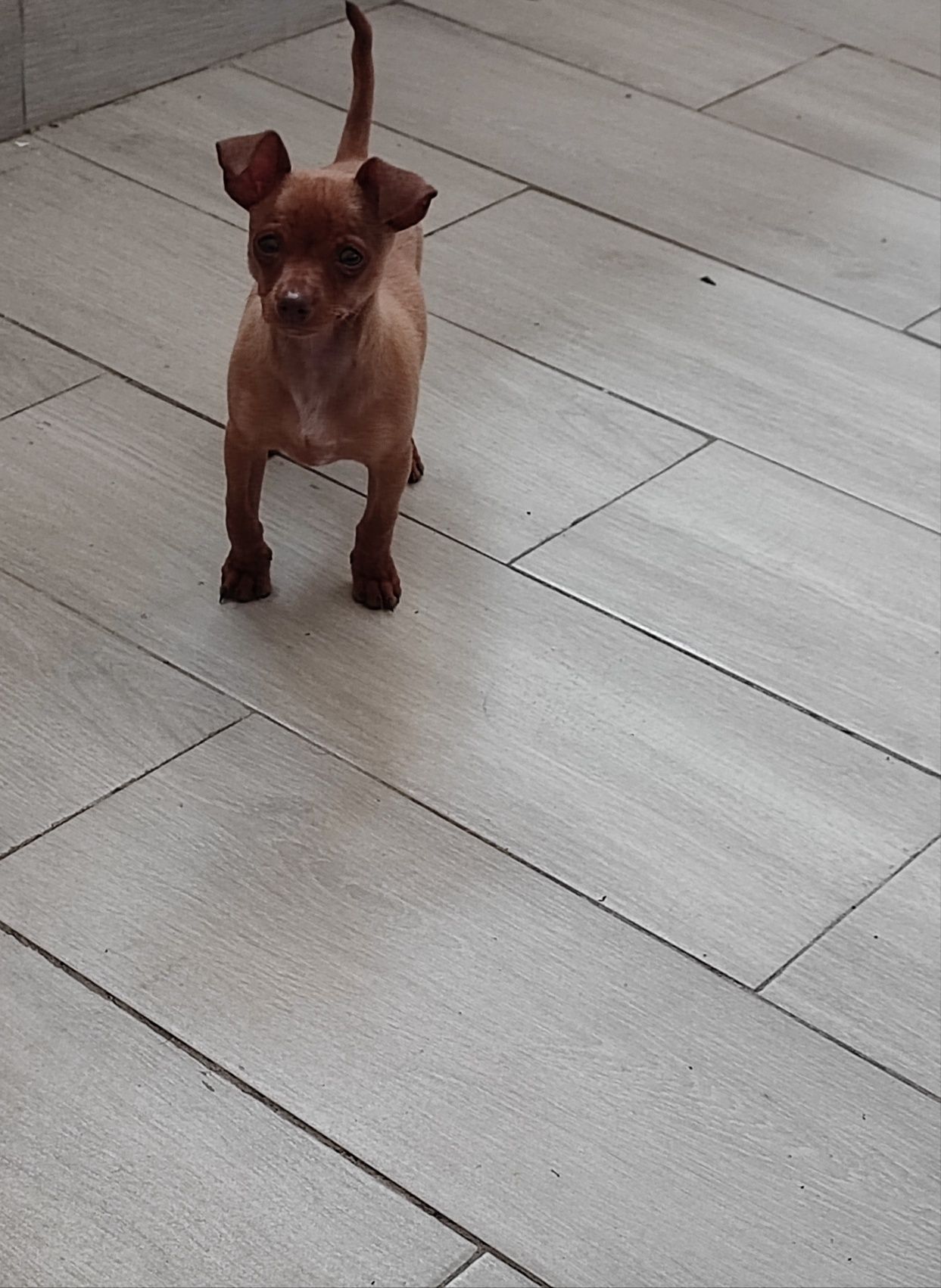 Pinscher macho miniatura