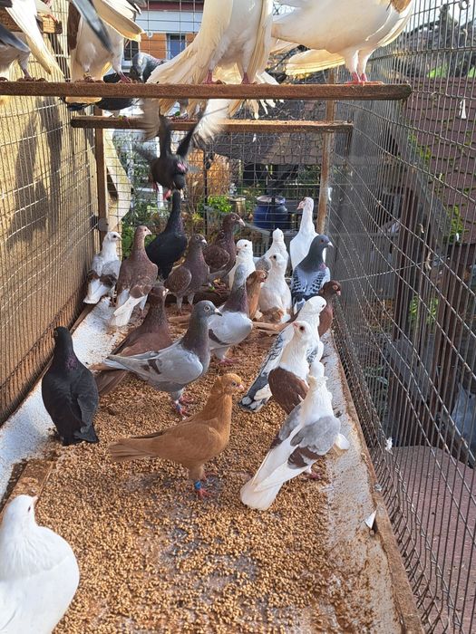 Gołębie gołąb ptaki ozdobne likwidacja hodowli