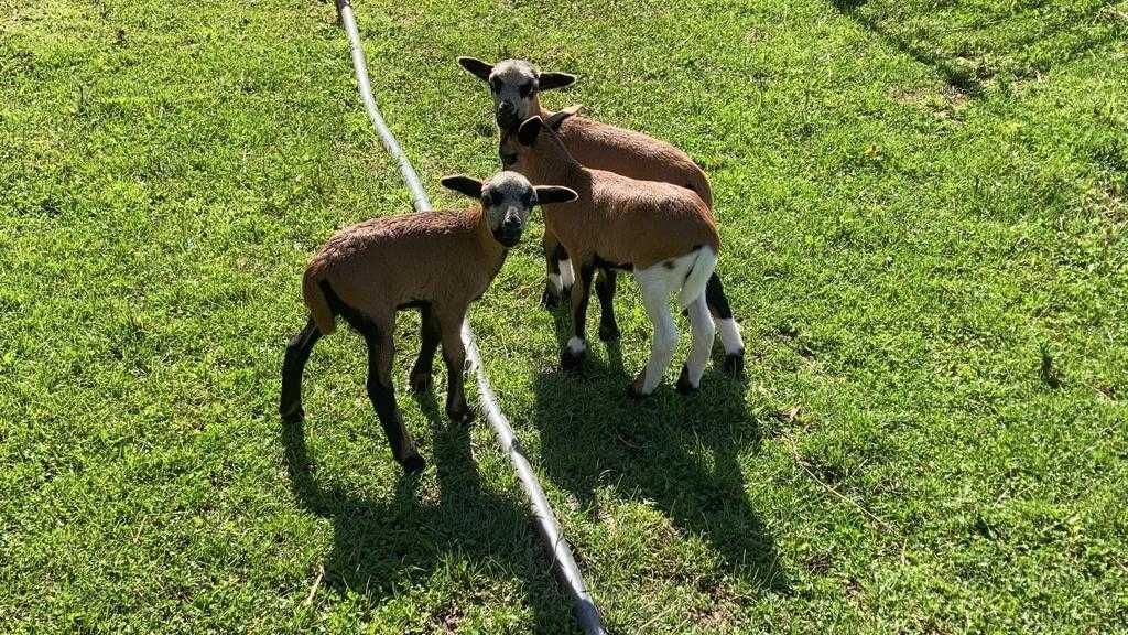 Muflões Ovelhas dos camarões