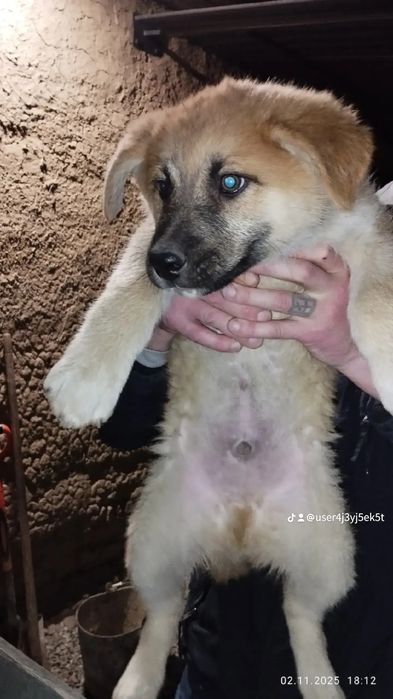 Цуценята вік 2місяці в добрі руки (для охорони)