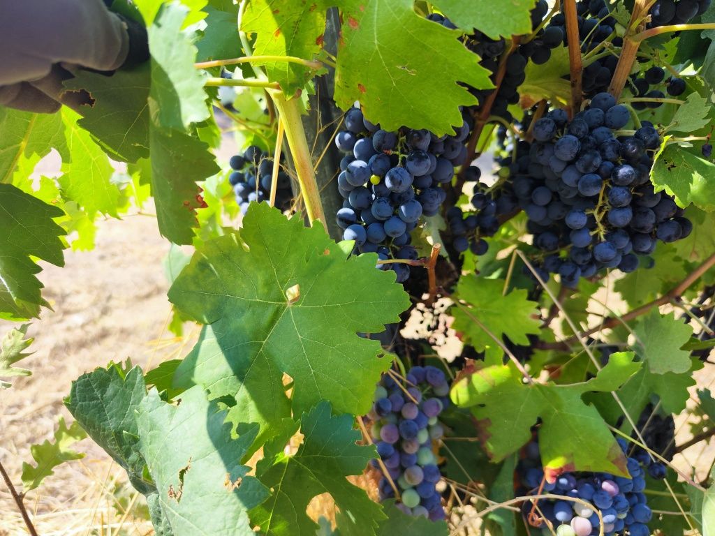 Uva para vinho - Beira Interior