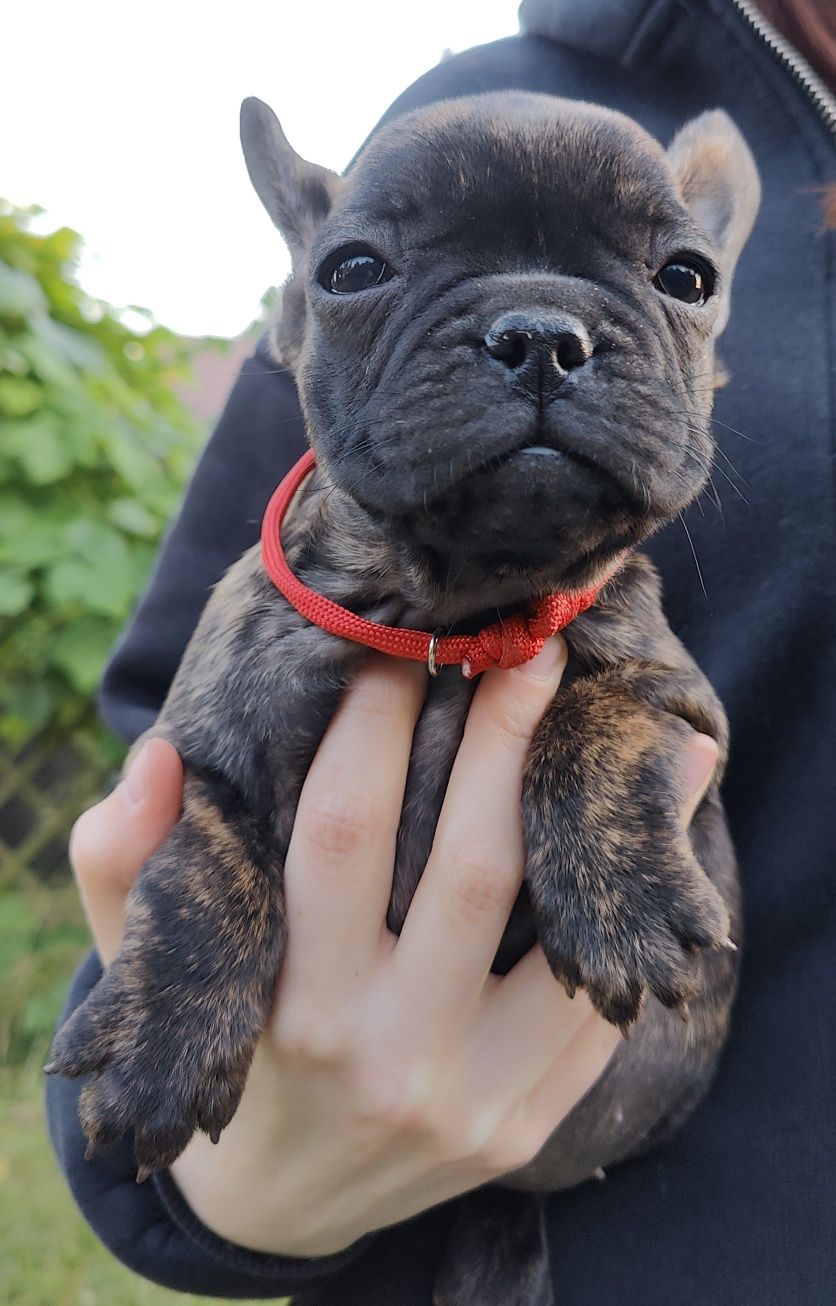 Buldog francuski,dziewczynka ZKwP/ FCI