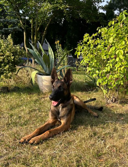 Malinois szuka domu