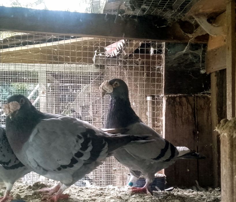 Gołębie staropolskie